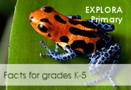 Orange and blue treefrog on a leaf captioned facts for graded 1-5
