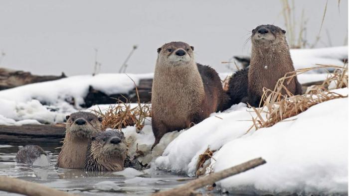 Photo of a group of river otters in the winter