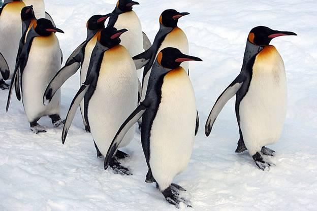 Group of penguins walking in the snow