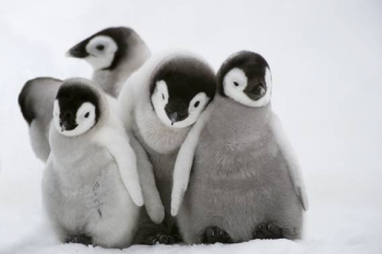 photo of baby penguins huddling together
