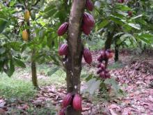 Photo of a cacao tree with ripe pods