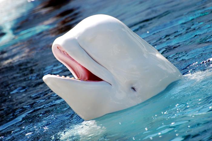 Beluga whale sticks its head out of the water, and opens its mouth, showing teeth.
