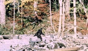 One of the most famous pictures of Bigfoot getting ‘caught’ on camera.  He is striding behind a bunch of driftwood in front of a forested background.